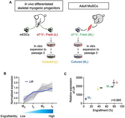 In vivo PSC differentiation as a platform to identify factors for improving the engraftability of cultured muscle stem cells